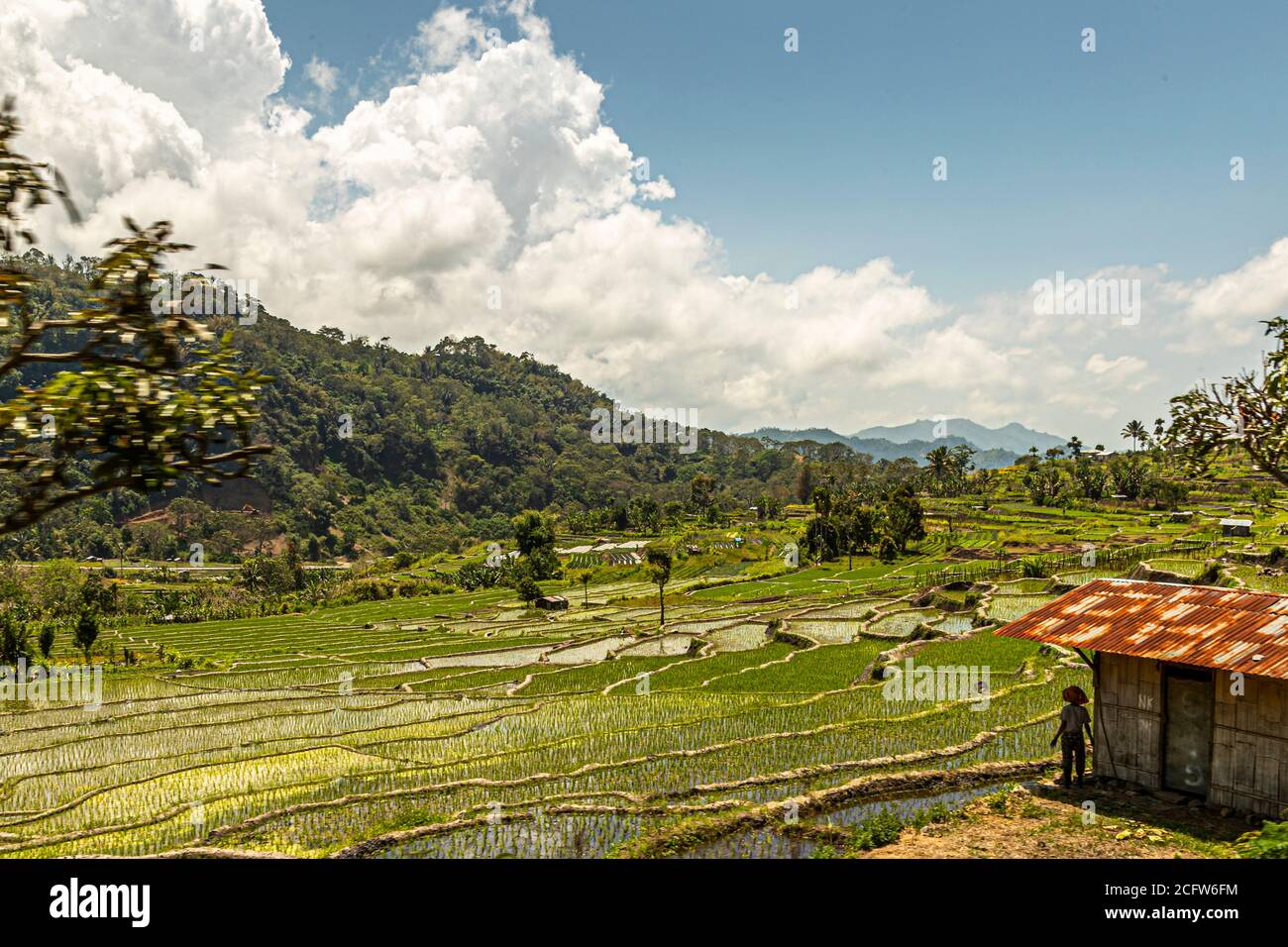 Terraced rice fields stretch below forested hills along the road from Moni to the Kelimutu volcano on Flores, Indonesia, a person stands beside a hut at the edge of the fields. Stock Photo