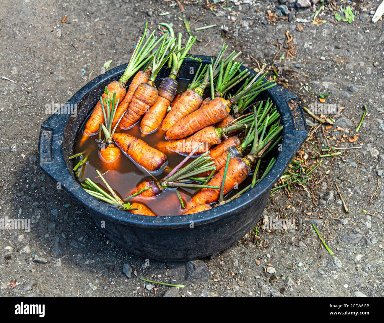 Carrots on local market on the isle of Flores, Indonesia Stock Photo
