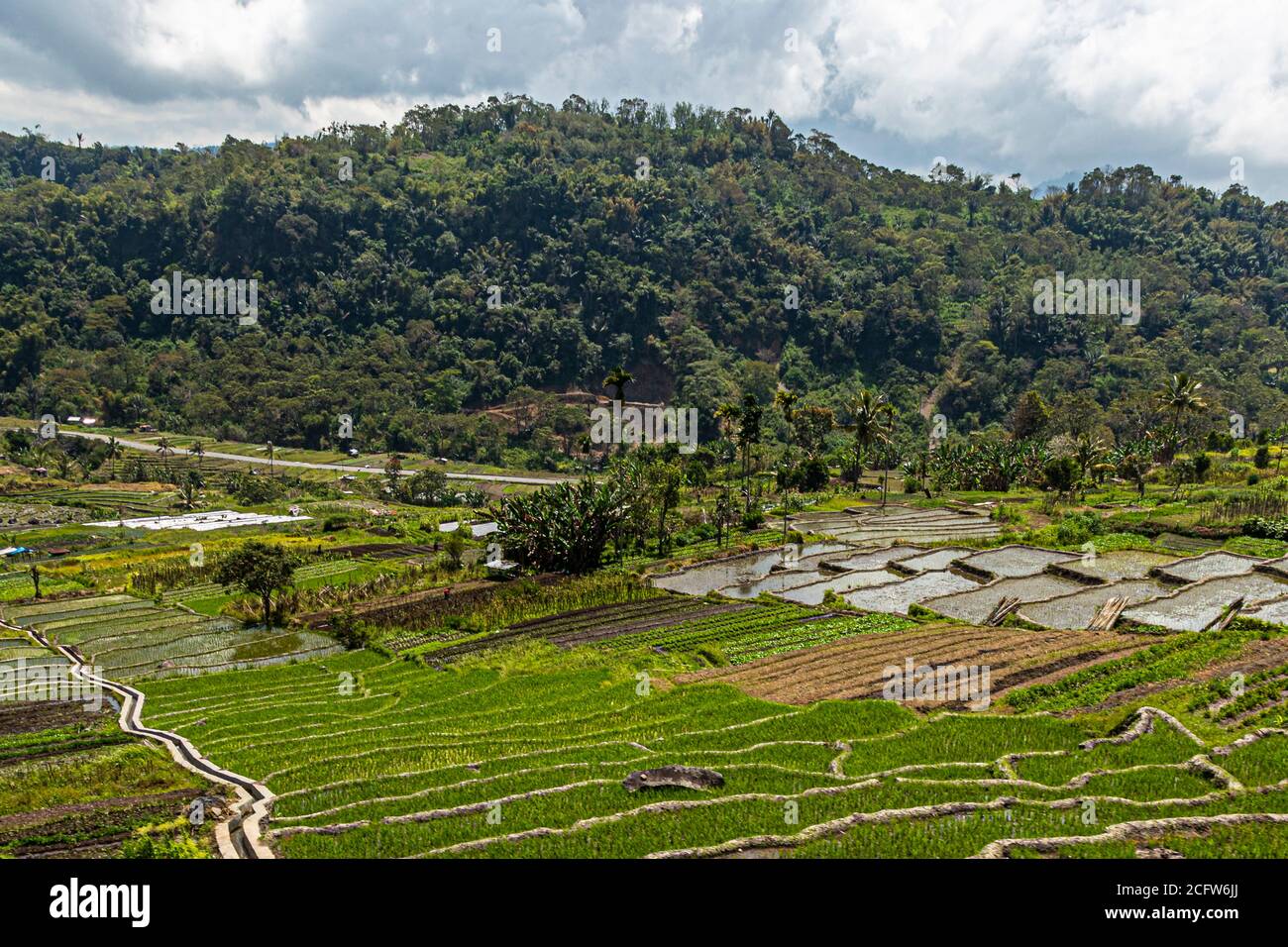 Terraced rice fields and a road wind through the green valley along the road from Moni to the Kelimutu volcano on Flores, Indonesia. Stock Photo