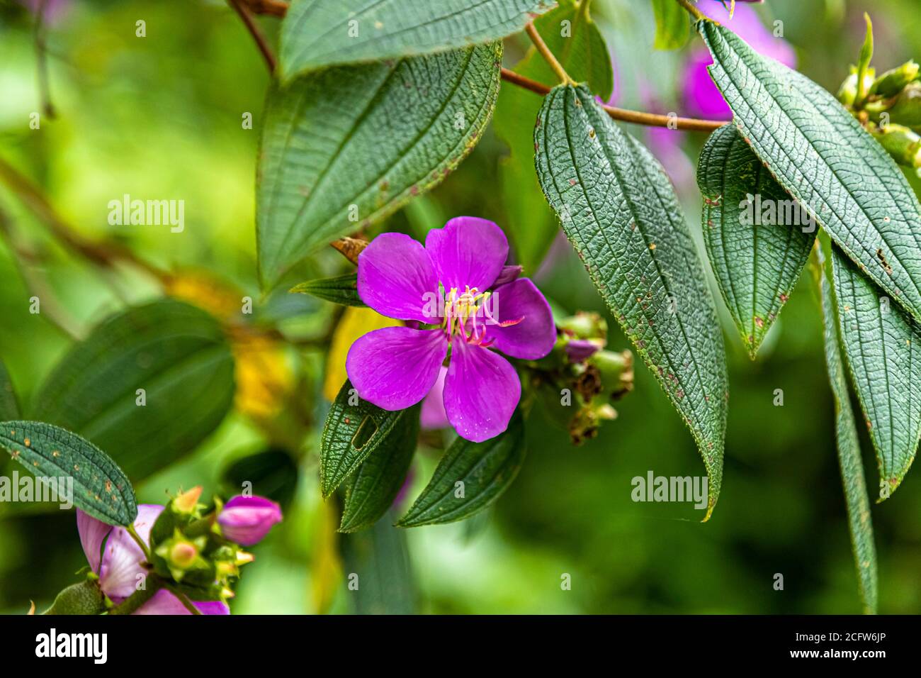 Flower in Flores, Indonesia Stock Photo