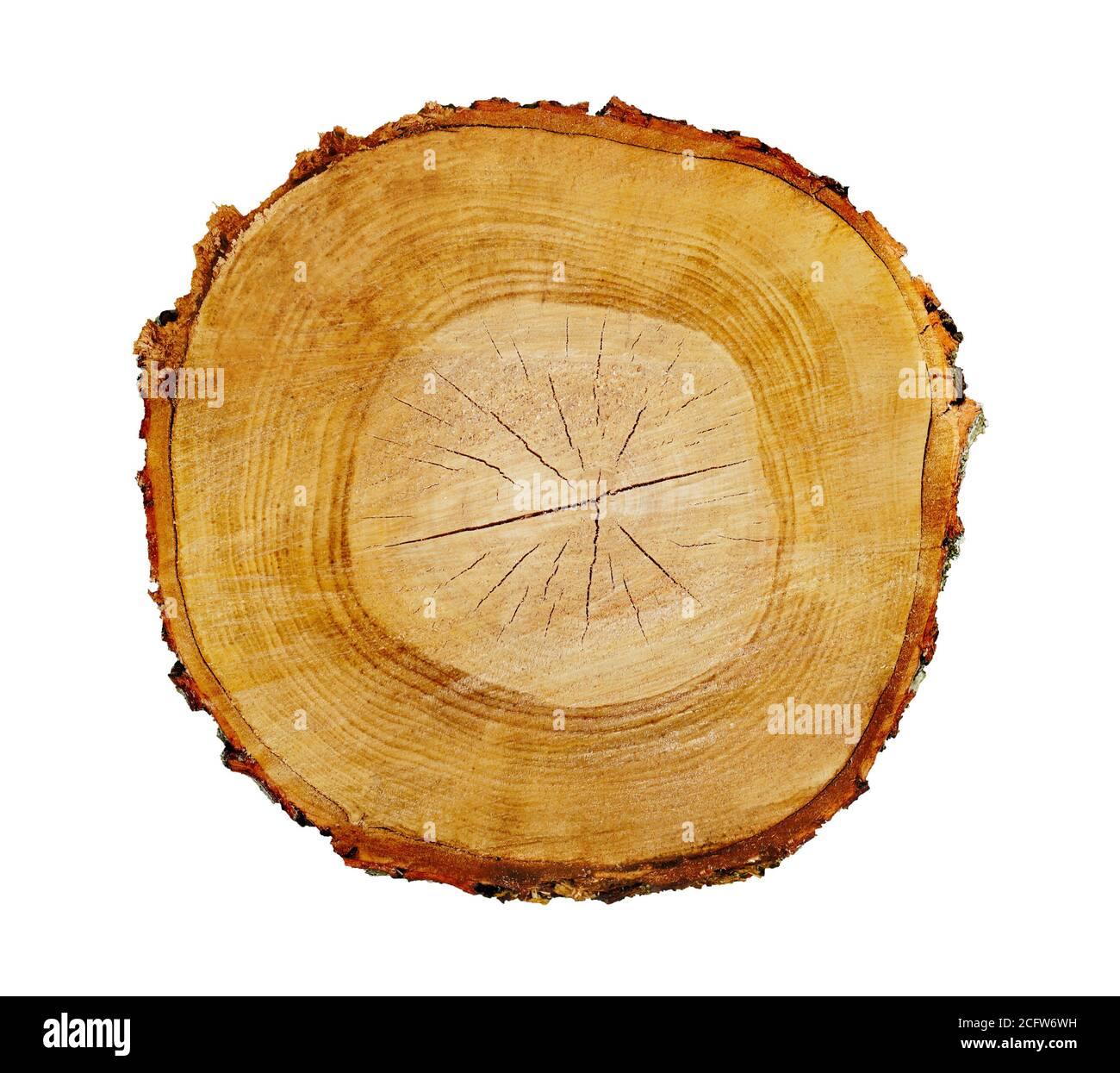 File:A plant root cut to show growth rings, wood cells in longitu Wellcome  V0044550.jpg - Wikimedia Commons