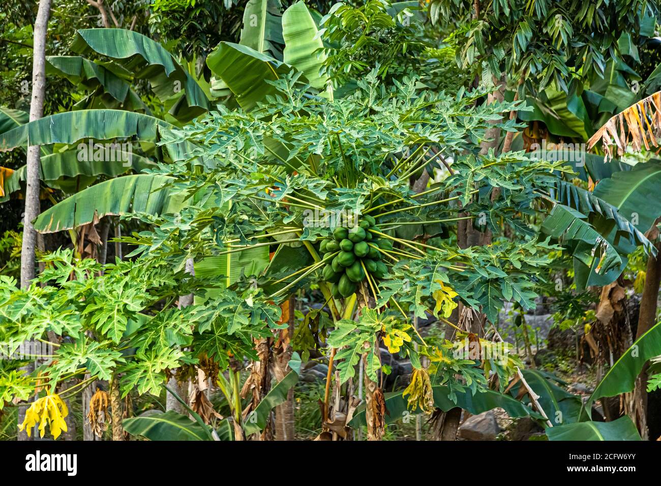 Papayas on the tree, Sunda Islands, Indonesia Stock Photo