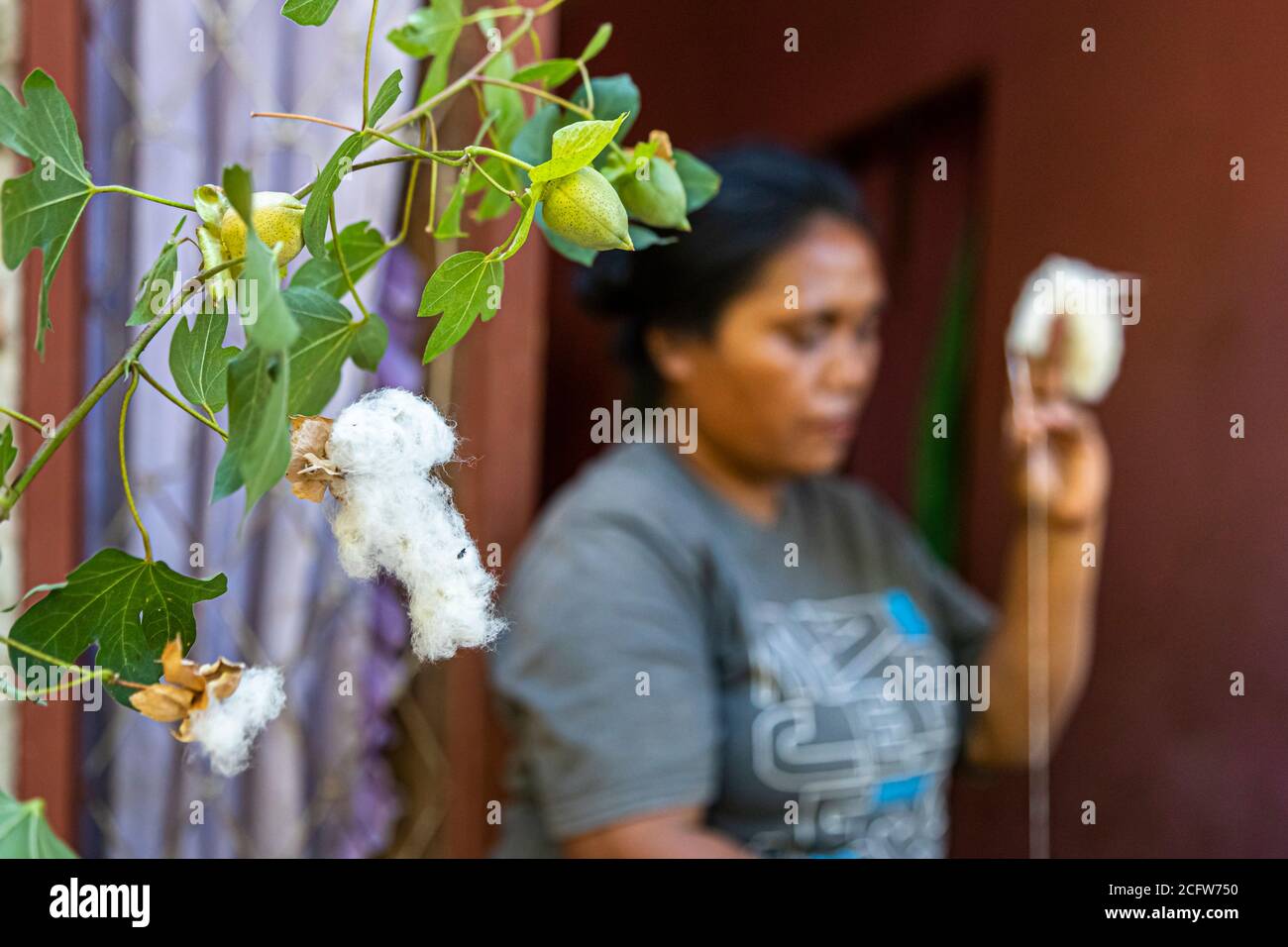 Spinning and weaving with cotton plants, Sunda Islands, Indonesia Stock Photo