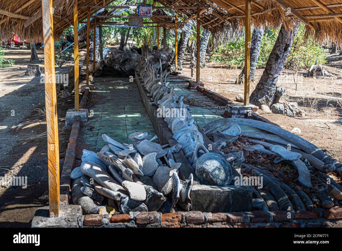 Skeleton of a whale under a roof, Sunda Islands, Indonesia Stock Photo