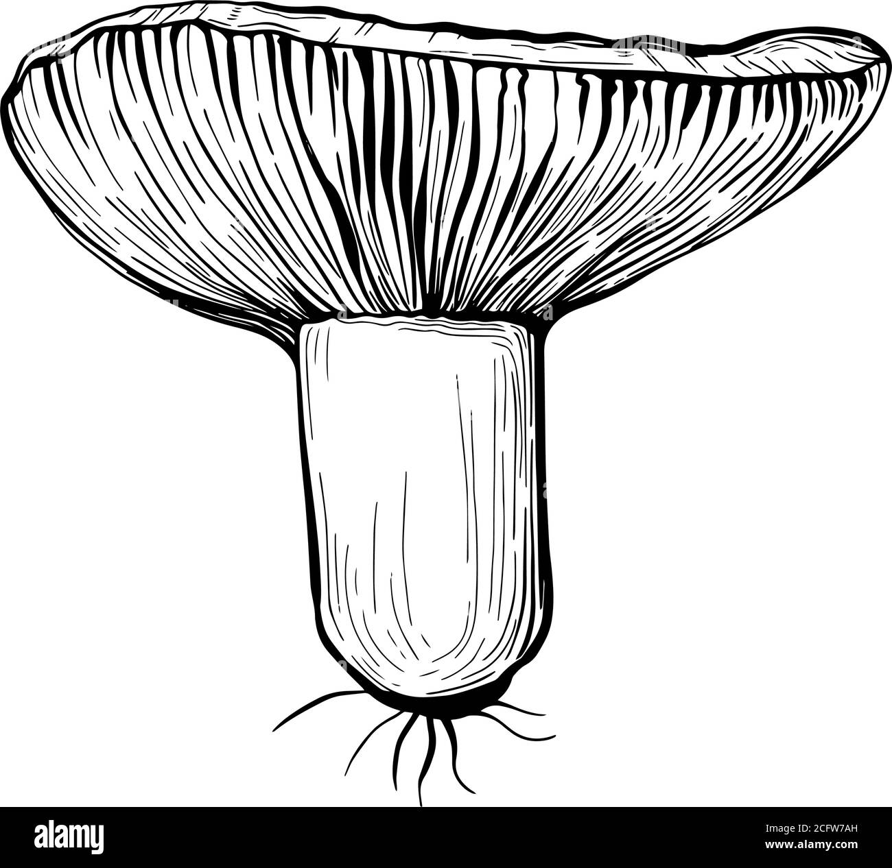 Russula mushroom.An edible mushroom with a stem  Stock Vector