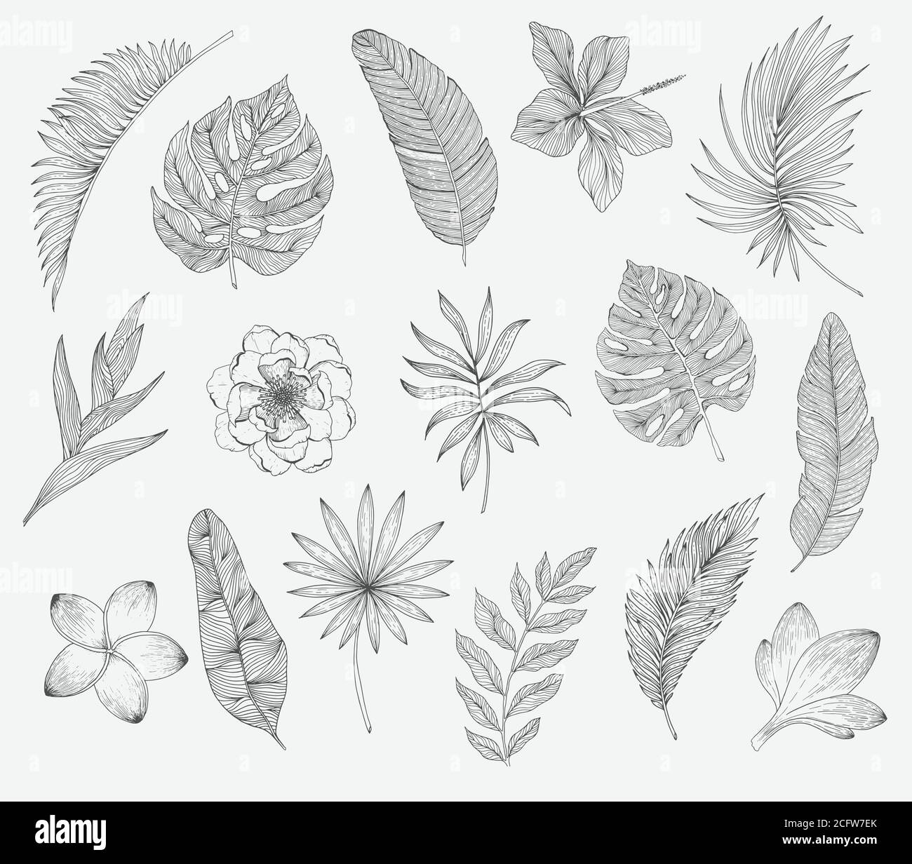 Set of tropical leaves and flowers. Plants isolated on white background ...