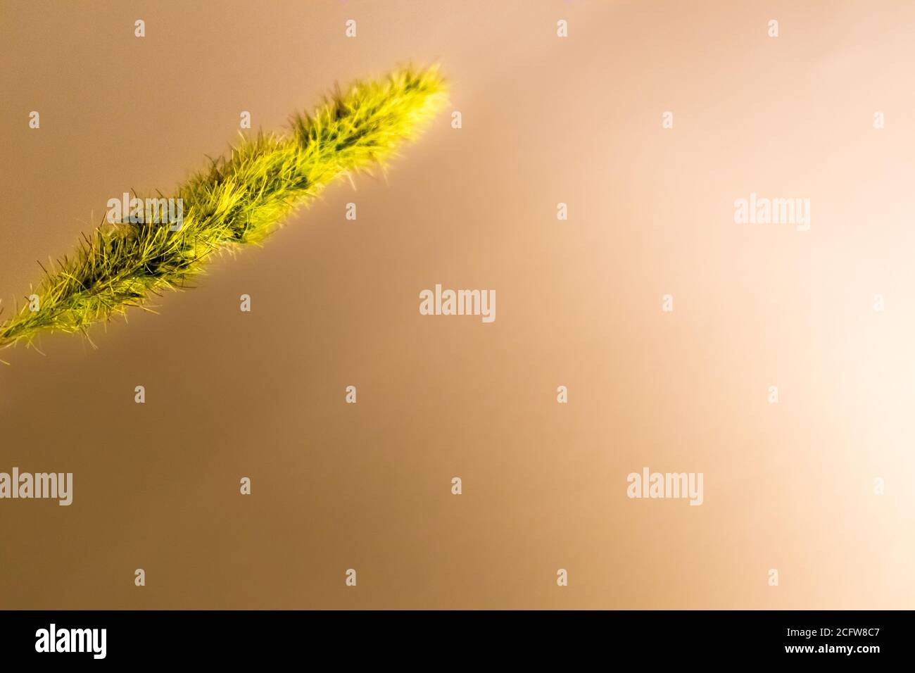 Close up of cattail-like plant against a solid beige background Stock Photo