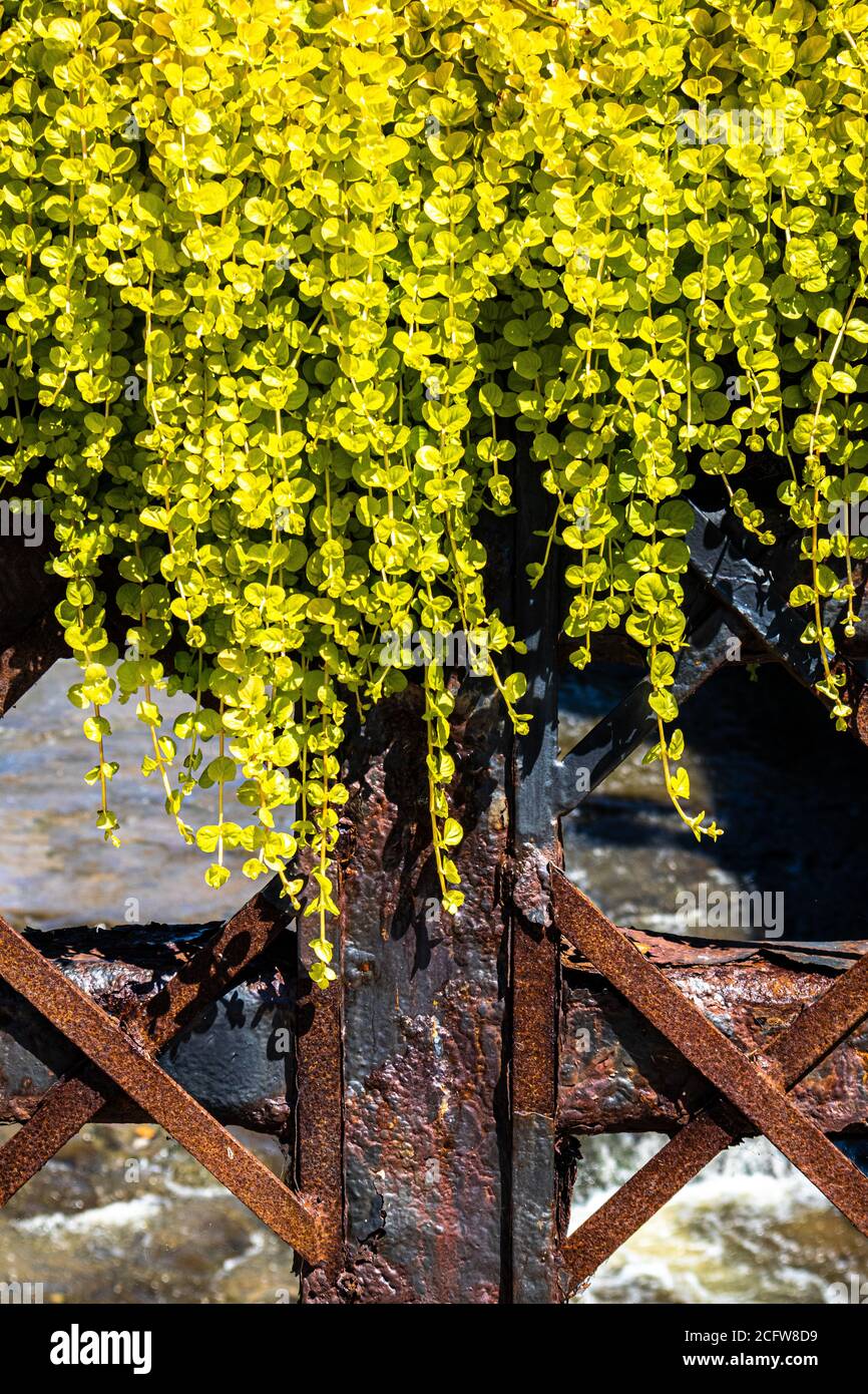 Rusty metal fence with greenish, yellowish plant hanging over the top Stock Photo