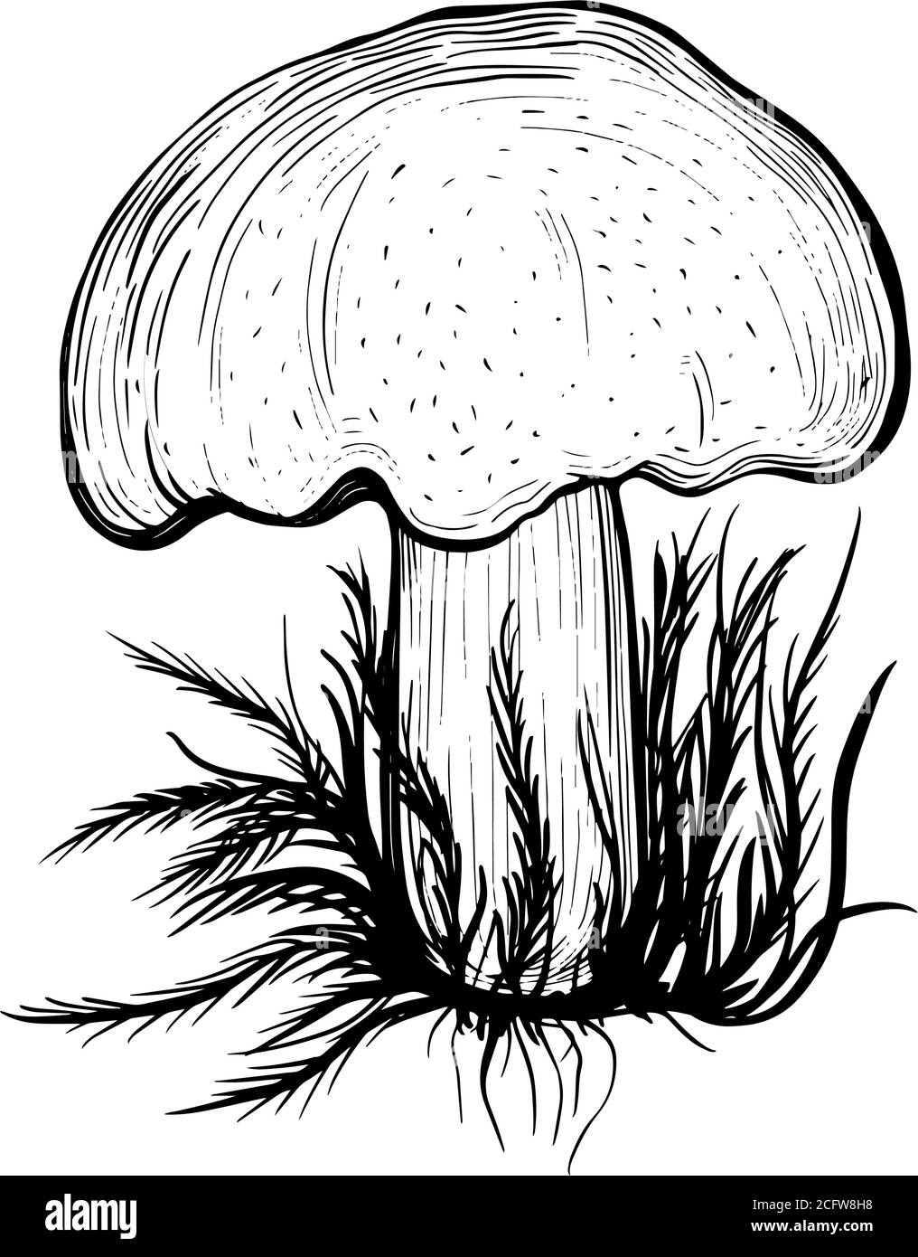 Russula mushroom. An edible mushroom with a stem and cap Stock Vector
