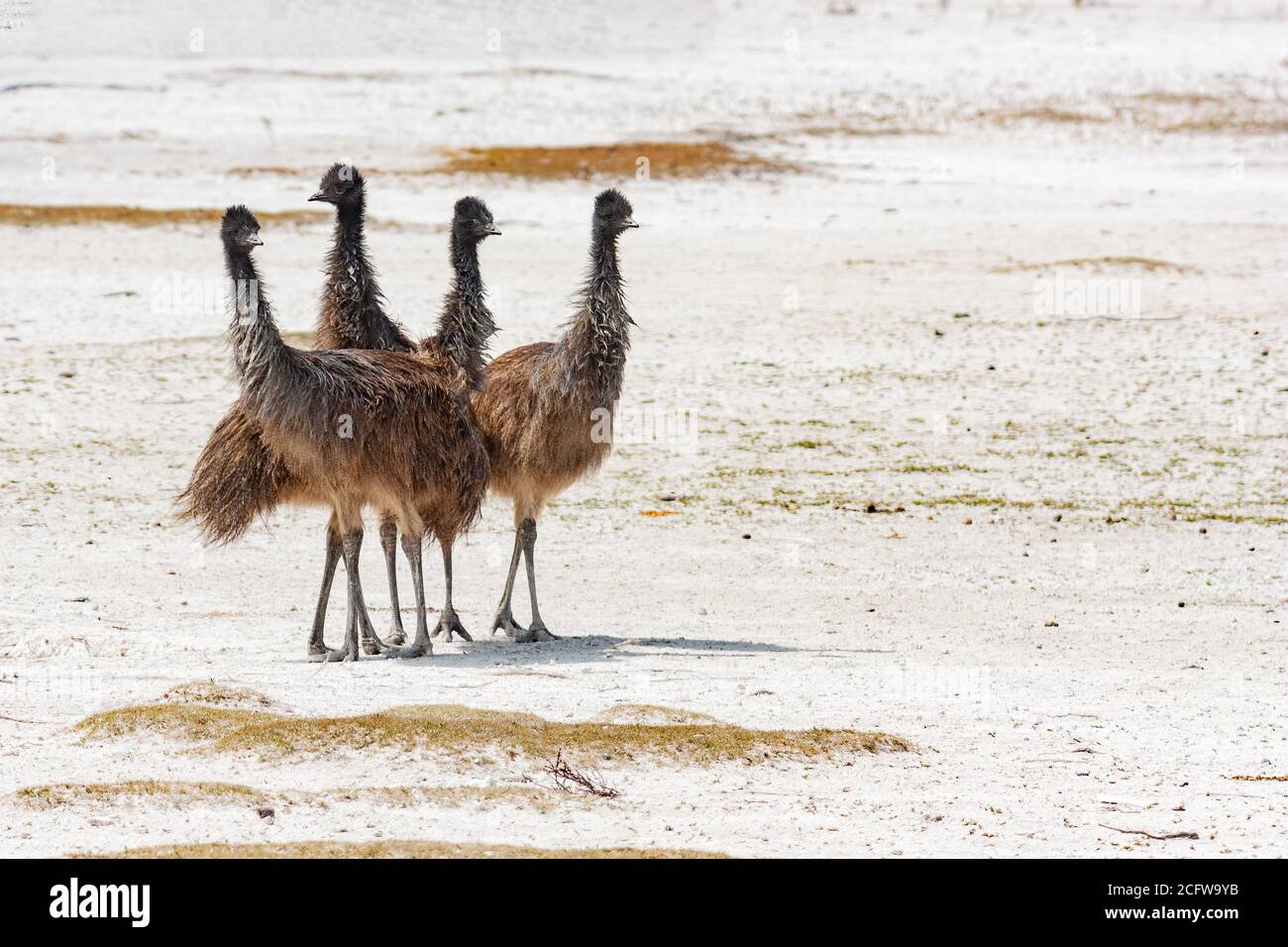 Young australian emu birds in the wild in Port Lincoln Stock Photo