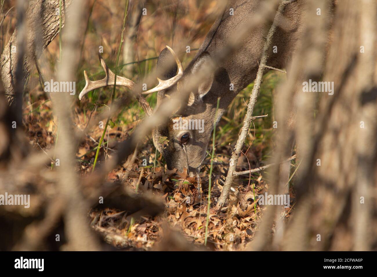 Whitetail Buck Deer Stock Photo