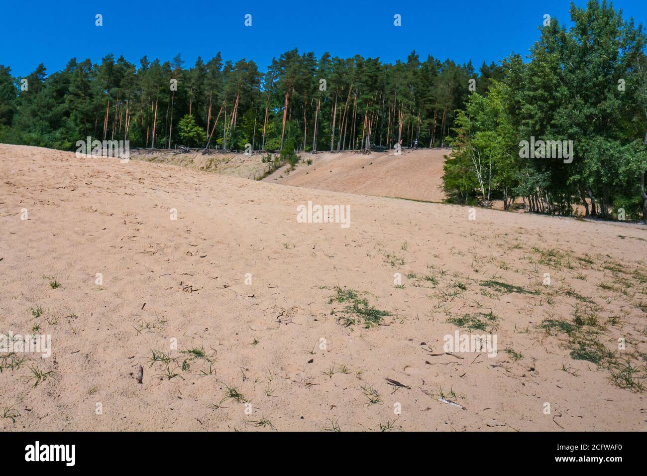 Sand dunes in the forest, a nature reserve and urban wildlife habitat. 'Im Jagen' sandpits at Grunewald forest, Berlin, Germany. Stock Photo