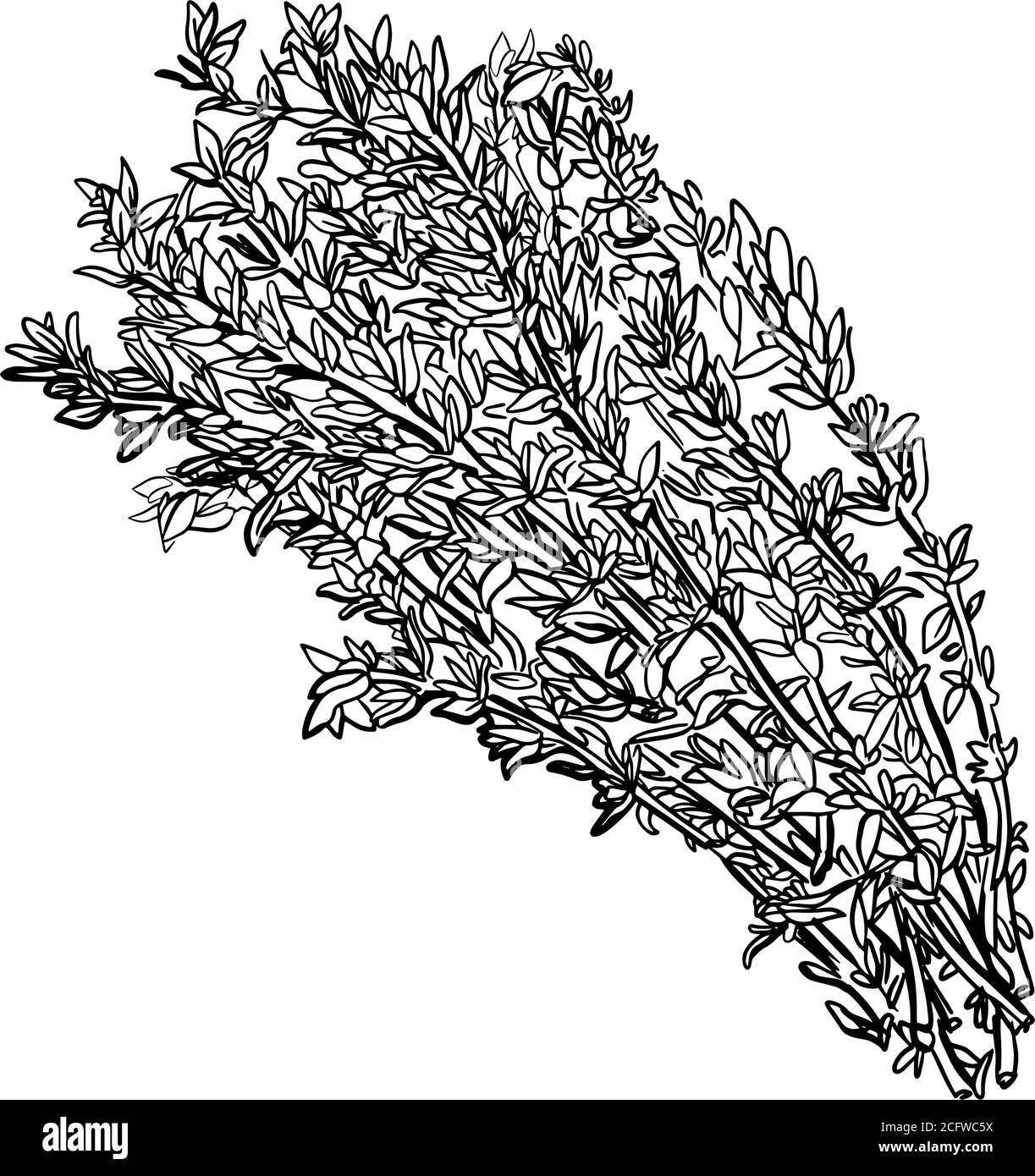 Thyme illustration Black and White Stock Photos & Images Alamy