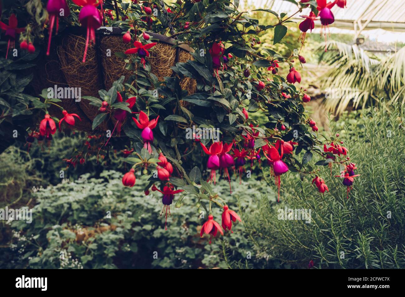 Red hybrid Fuchsia  in bloom hanging from above in flower pot inside greenhouse Stock Photo