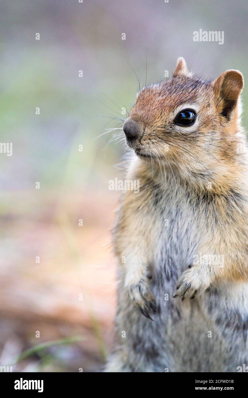 Golden ground squirrel standing on right side of image looking left, focus on face, soft pastel background left half of image Stock Photo