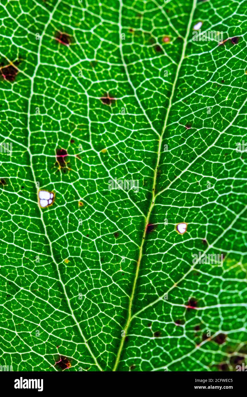 Small netted veins hi-res stock photography and images - Alamy