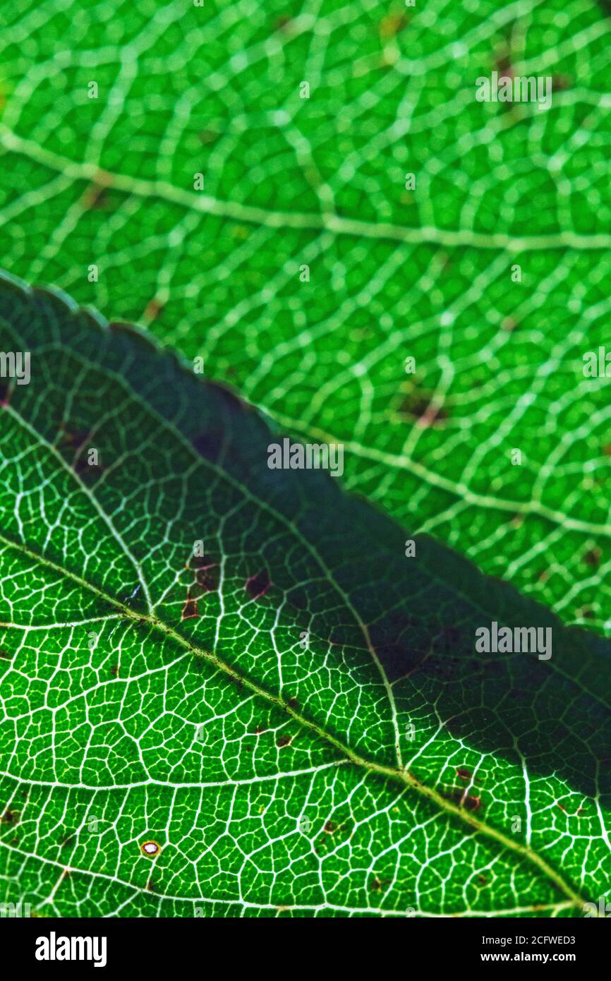 This macro shot of two, backlit, overlapping apple tree leaves (Malus ...