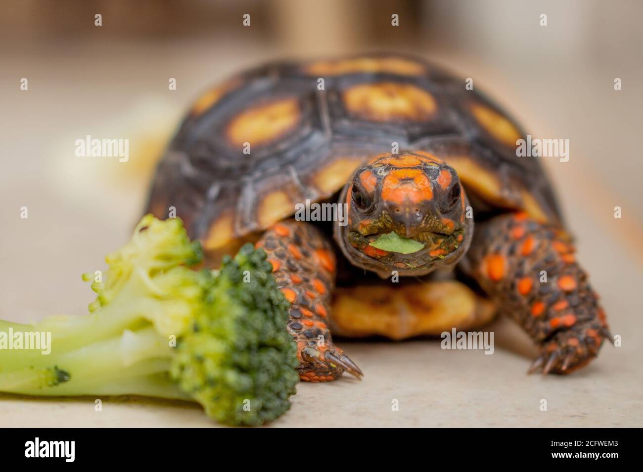light up tortoise