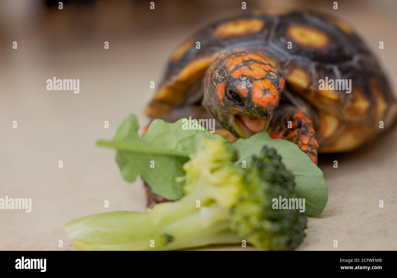 Little tortoise eating arugula and broccoli. It needs to the light sun