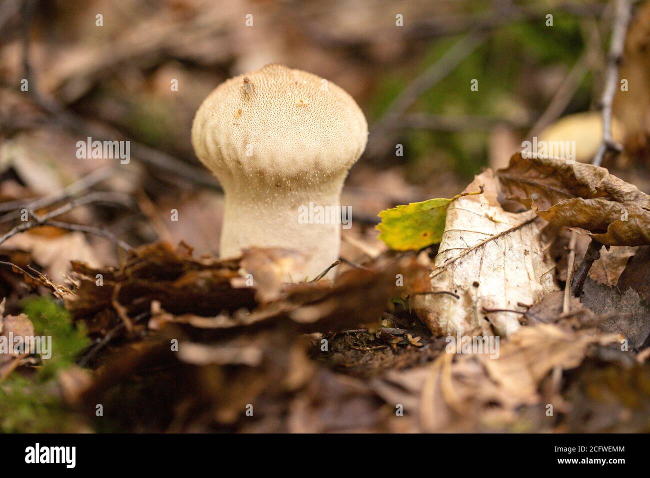 Mushroom pear-shaped puffball (Lycoperdon pyriforme), gray - white grows in a forest Stock Photo