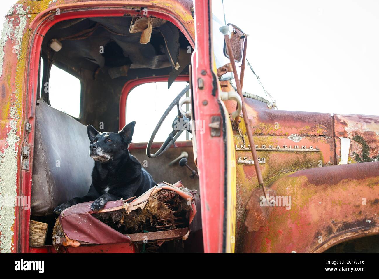 Farm dog resting in a old truck Stock Photo