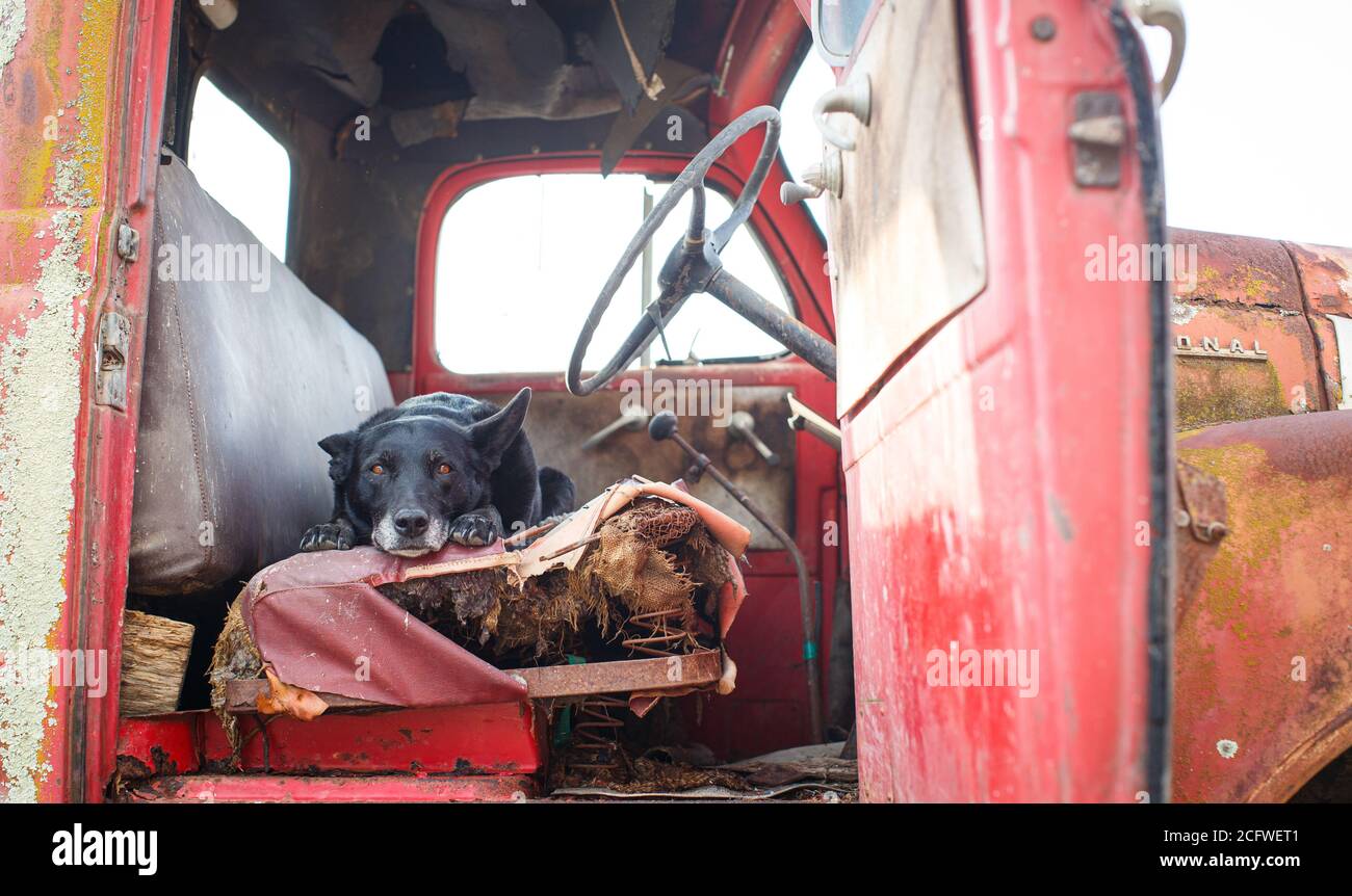 Farm dog resting in a old truck Stock Photo
