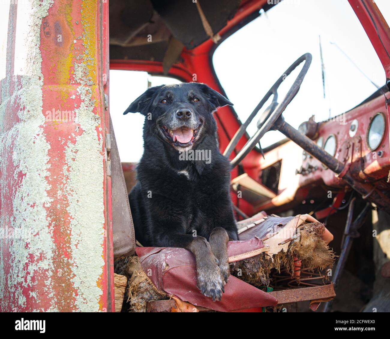 Farm dog resting in a old truck Stock Photo