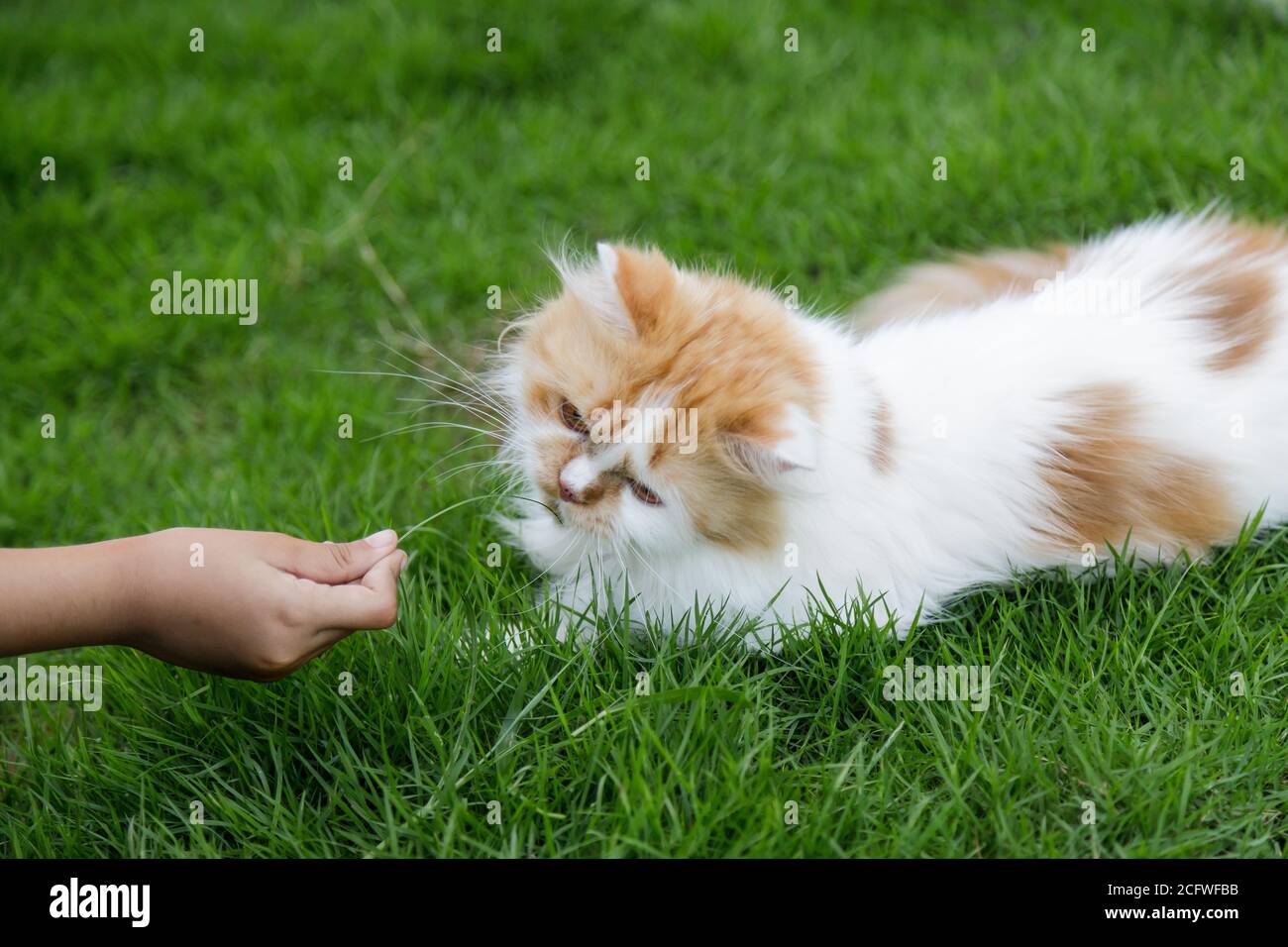 persian cat feeding