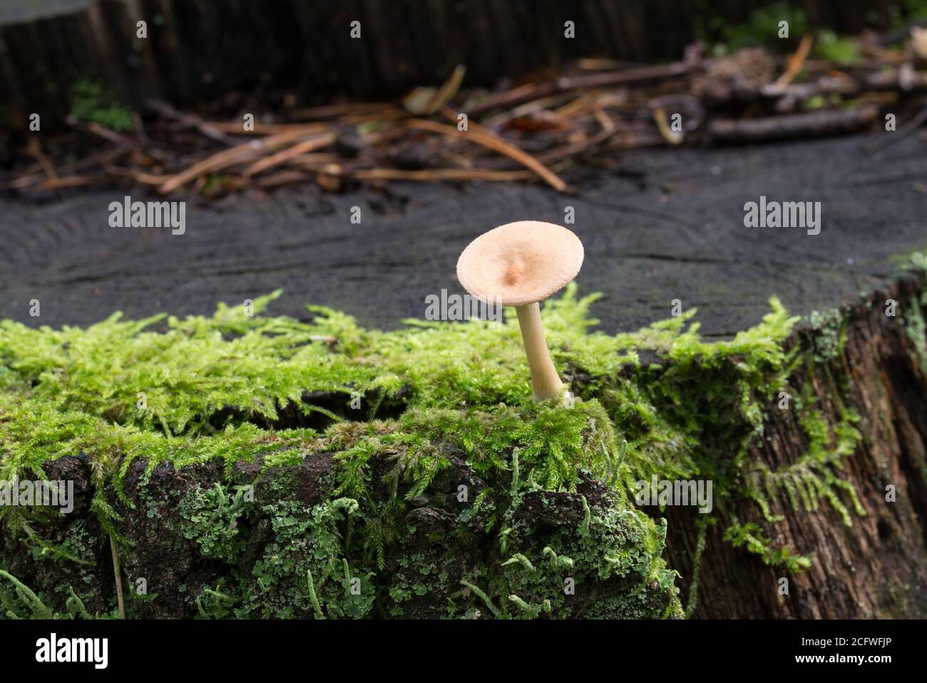 small beige mushroom on mossy tree stump closeup selective focus Stock Photo