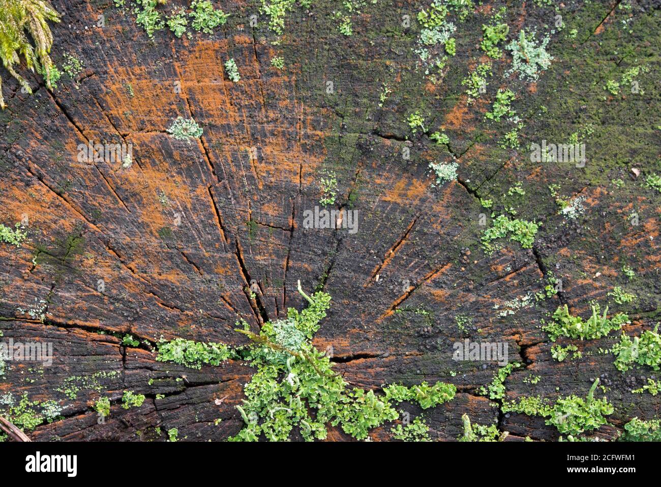 lichen and moss on tree stump closeup Stock Photo