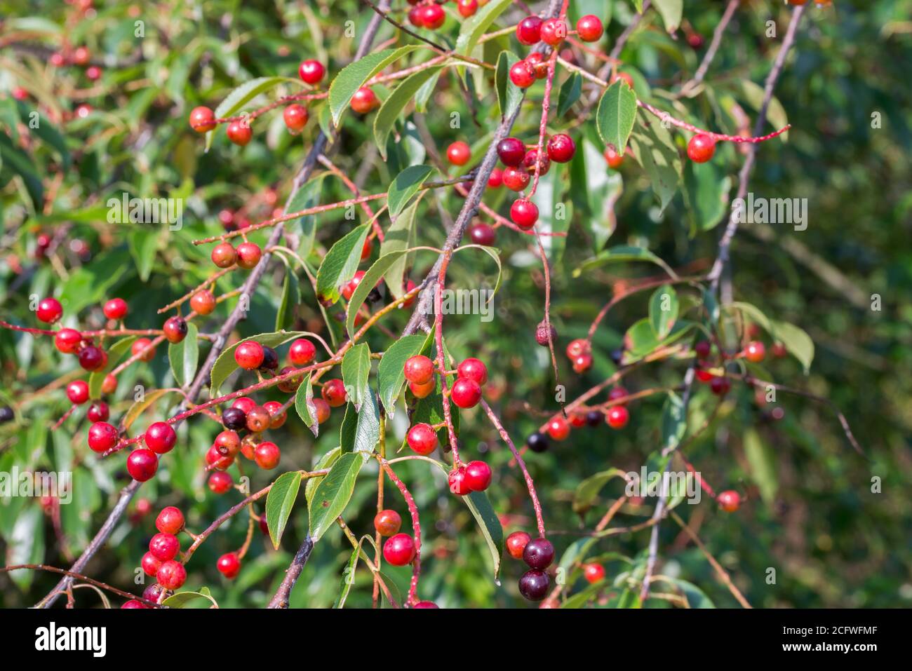 prunus padus berries on twig closeup Stock Photo