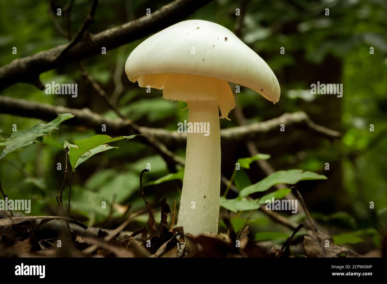 An Eastern Destroying Angel grows tall in the forest. This species is extremely toxic to humans. Raleigh, North Carolina. Stock Photo