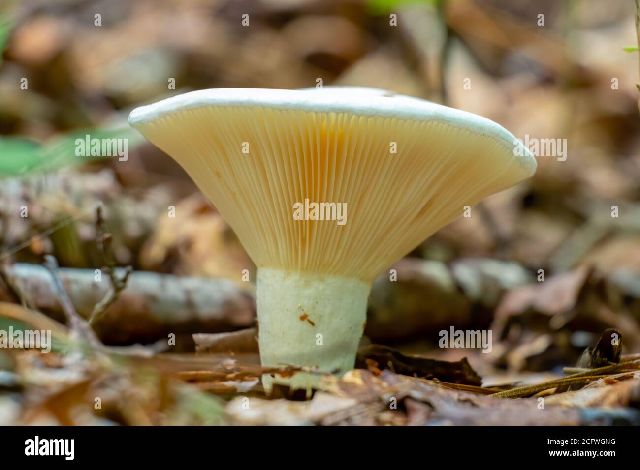 A healthy Short-stemmed Russula, or Stubby Brittlegill, (Russula, Brevipes) growing in the forest. Raleigh, North Carolina. Stock Photo