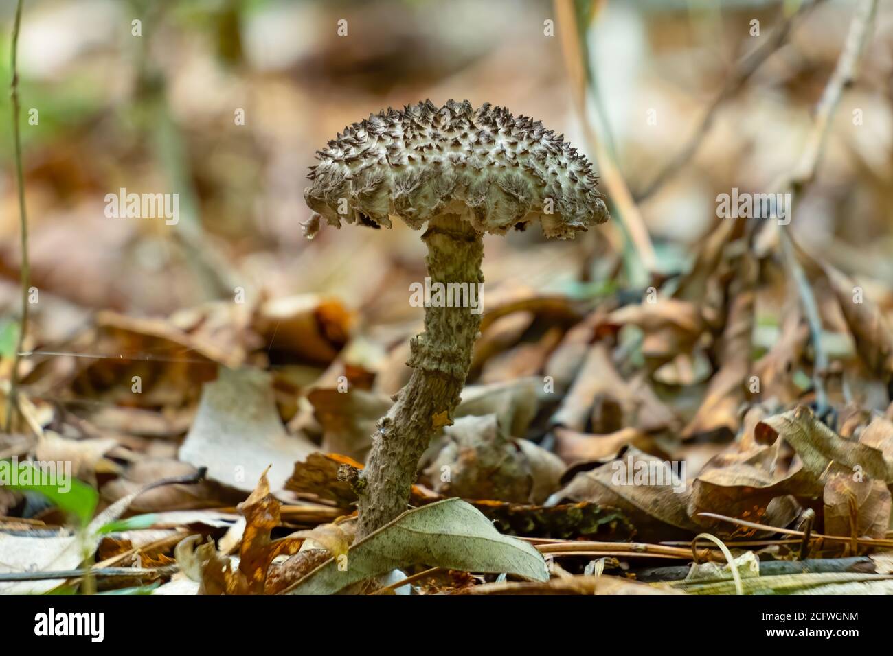 Old Man of the Woods mushroom (Strobilomyces strobilaceus) growing the forest. Raleigh, North Carolina. Stock Photo