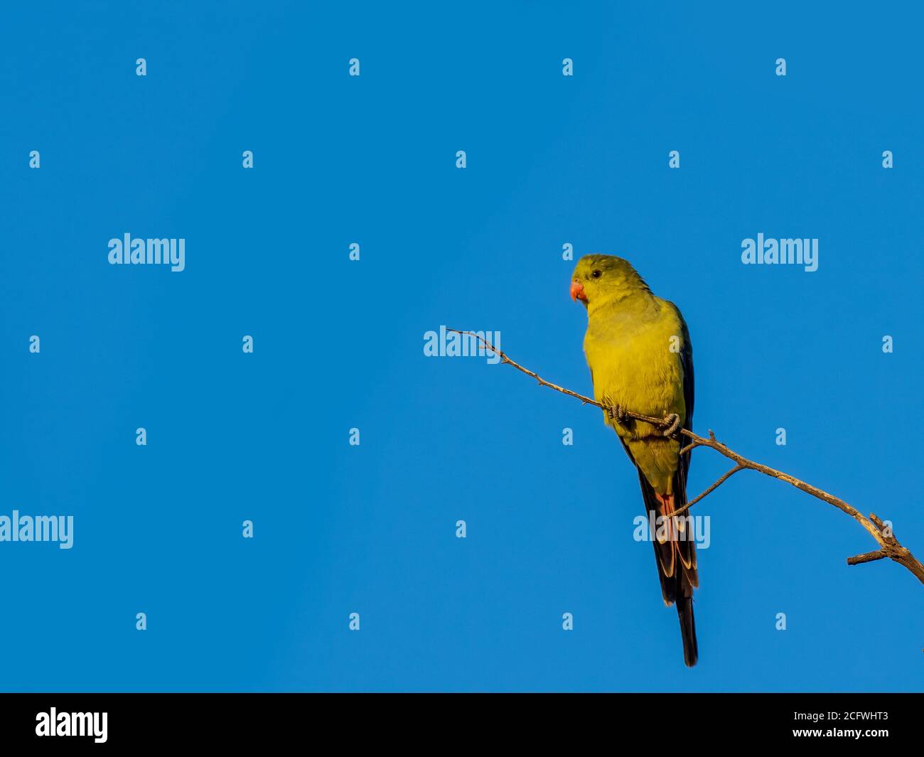 Regent Parrot (Polytelis anthopeplus). It is a slim parrot with a long, dusky tapering tail and back-swept wings. Stock Photo