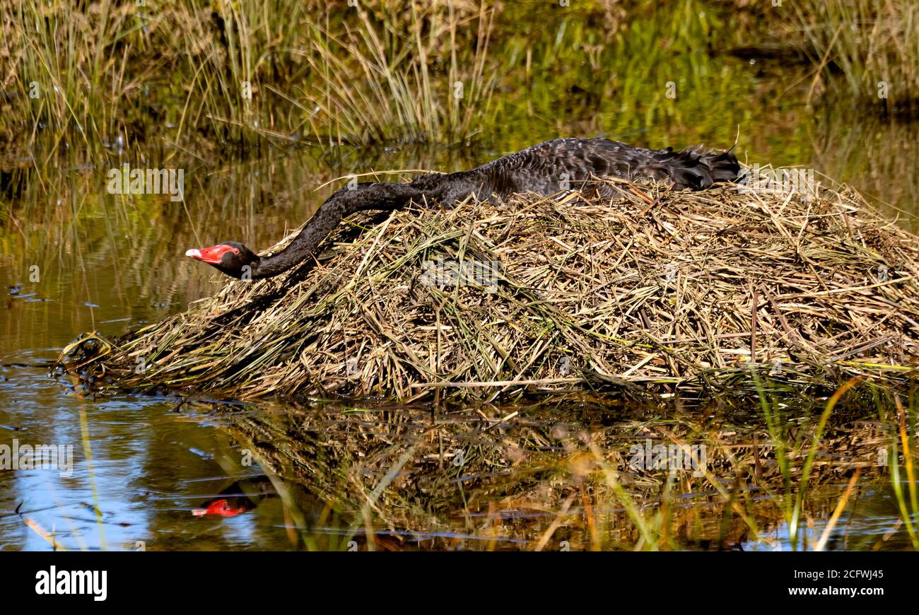 Female Pen Black Swan on nest extending her neck for a drink of water from Isabella Pond in Canberra, Australia's National Capital Stock Photo