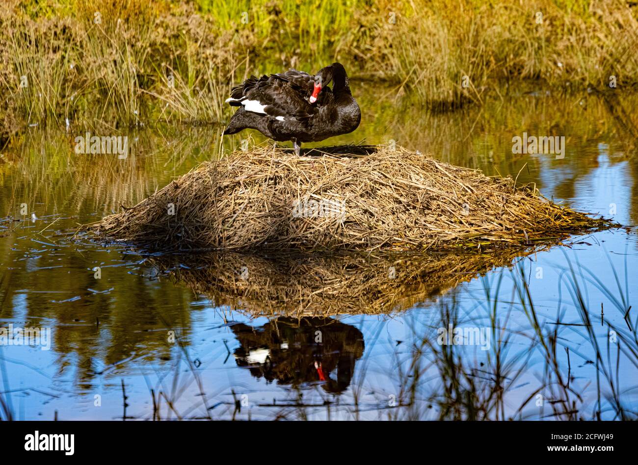 Female Pen Black Swan reflected in lake as she rests from sitting on eggs at Isabella Pond in Canberra, Australia's National Capital Stock Photo