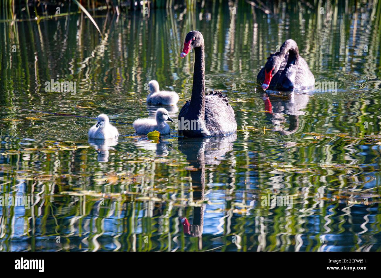 Pen and Cob Black Swan parents with their three month old cygnets on Isabella Pond in Canberra, Australia's National Capital Stock Photo