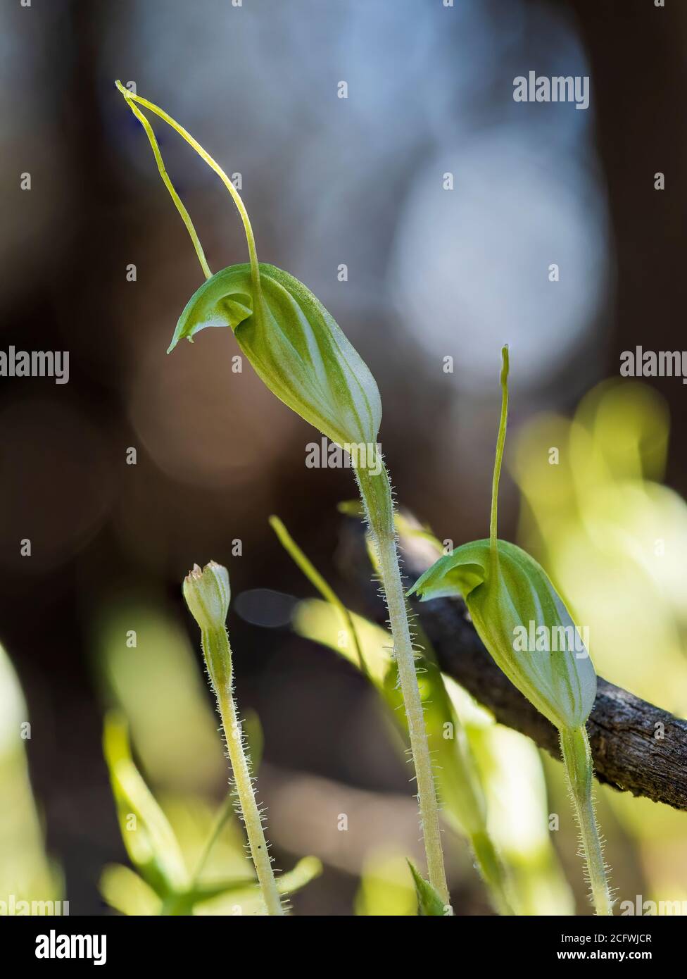 A terrestrial orchid known as Dwarf Greenhood (Pterostylis nana) Stock Photo
