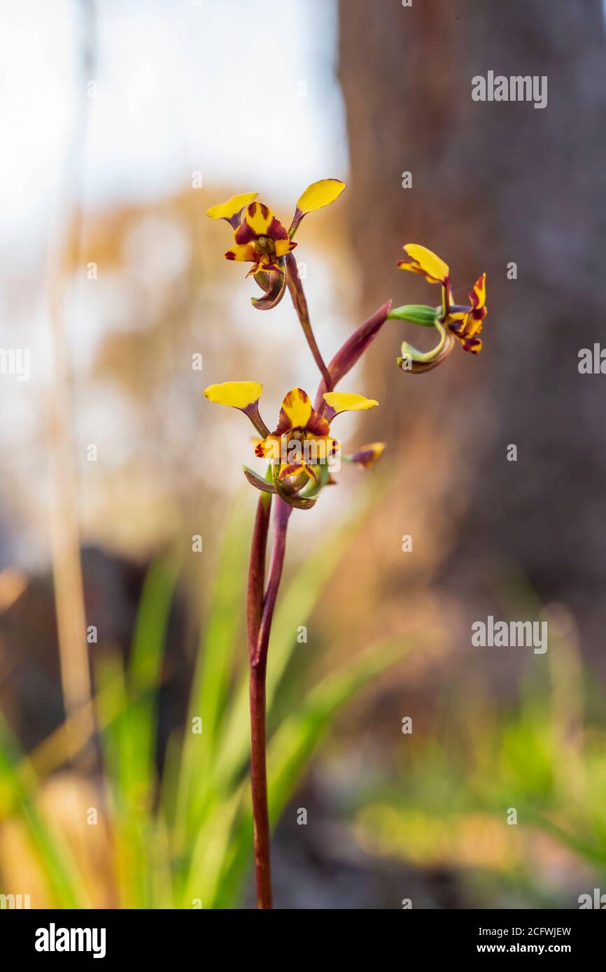 The Leopard Orchid (Diuris pardina) is a terrestrial orchid species which produces clusters of yellow flowers with numerous reddish brown blotches Stock Photo