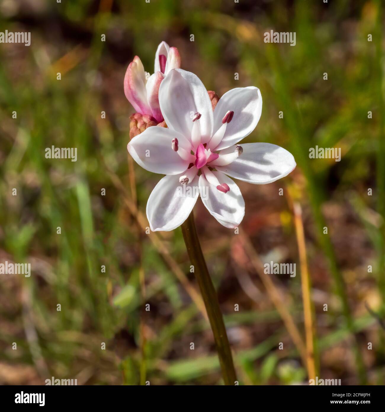 The Milk maids (Burchadia umbellata) flowers are held on a slender stalk. The white flowers have 6 petals with a pinkish centre. Stock Photo