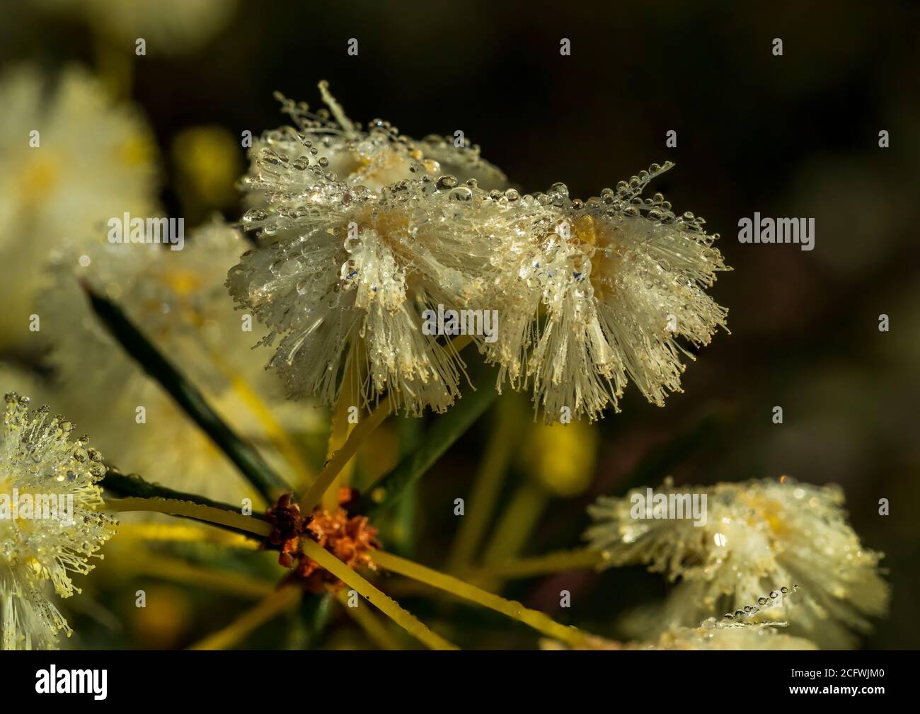 Yellow flowers of the Spreading Wattle shrub (Acacia genistifolia) after rain. Stock Photo