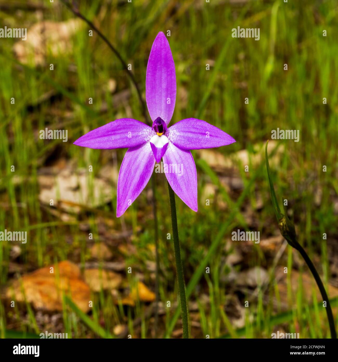Waxlip Orchid (Glossodia major). A ground orchid with a single very hairy leaf and one or two deep violet-blue flowers. Stock Photo