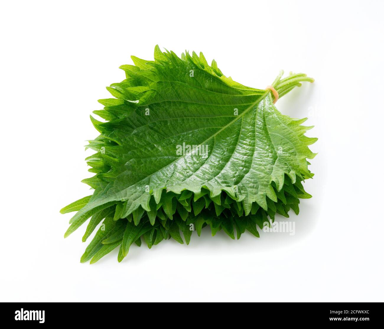 The green perilla placed on a white background was photographed from an angle Stock Photo