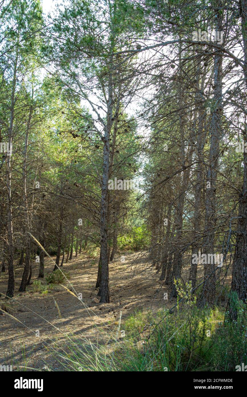 Mediterranean pine forest in the Murcia region. Spain.- Stock Photo