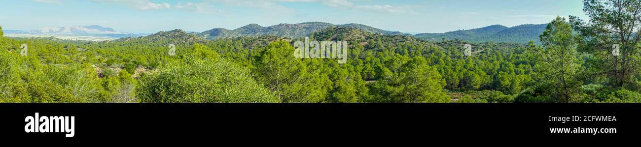 Panoramic landscape of Mediterranean pine forest in the region of Murcia. Spain Stock Photo
