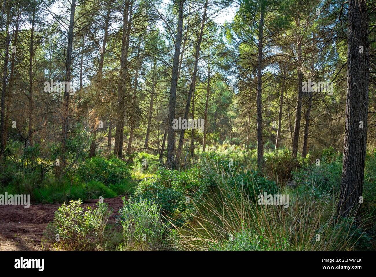 Mediterranean pine forest in the Murcia region. Spain.- Stock Photo