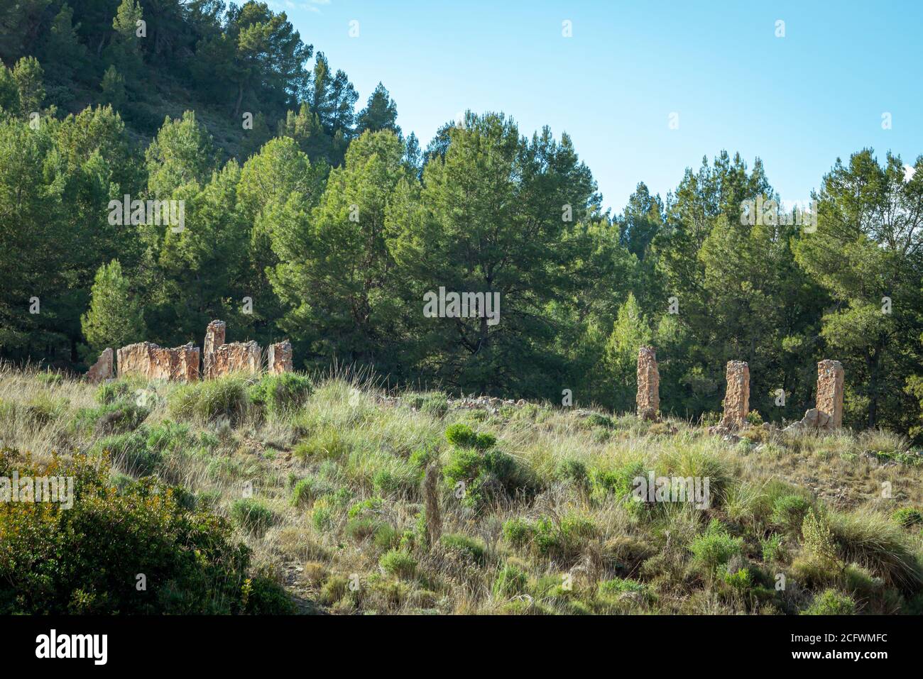 Ruins of house in pine forest in the Murcia region. Spain Stock Photo