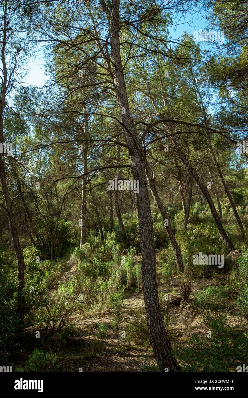 Mediterranean pine forest in the Murcia region. Spain.- Stock Photo