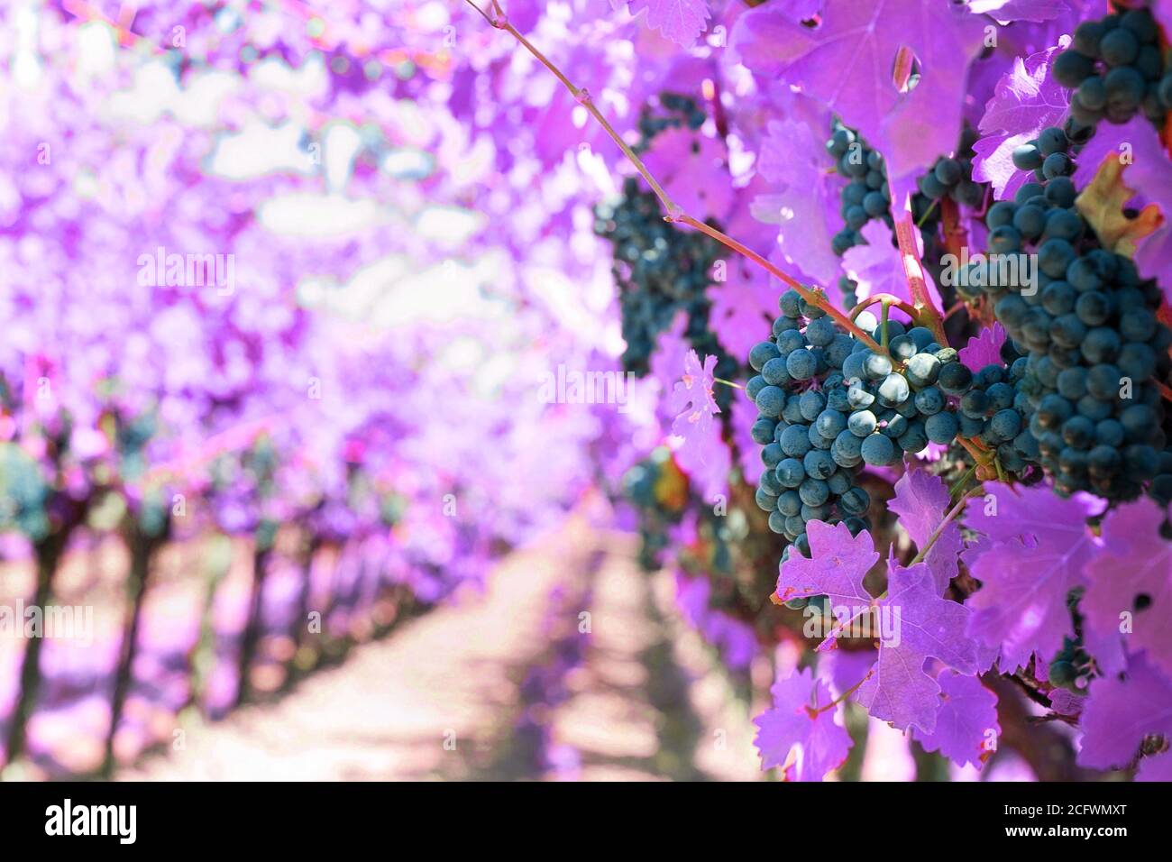 Napa valley art hires stock photography and images Alamy